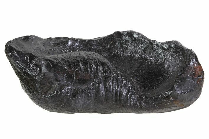 Fossil Whale Ear Bone - Miocene #69681